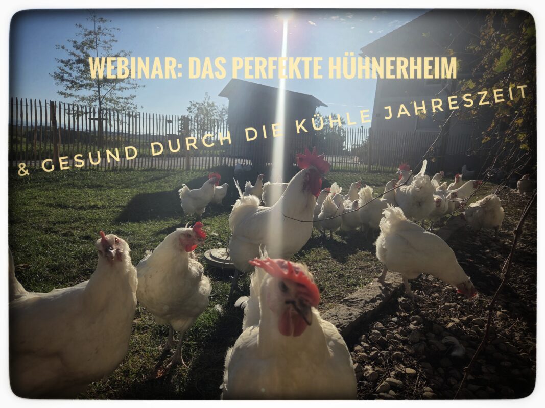 webinar